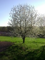 /album/elado-csaladi-haz/a2013-aprilis-23-038-jpg/